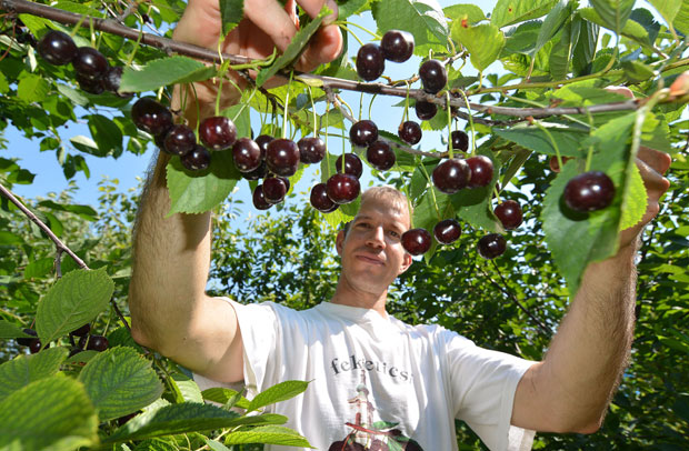 За вишње 30 динара, воћари се надају већој цени